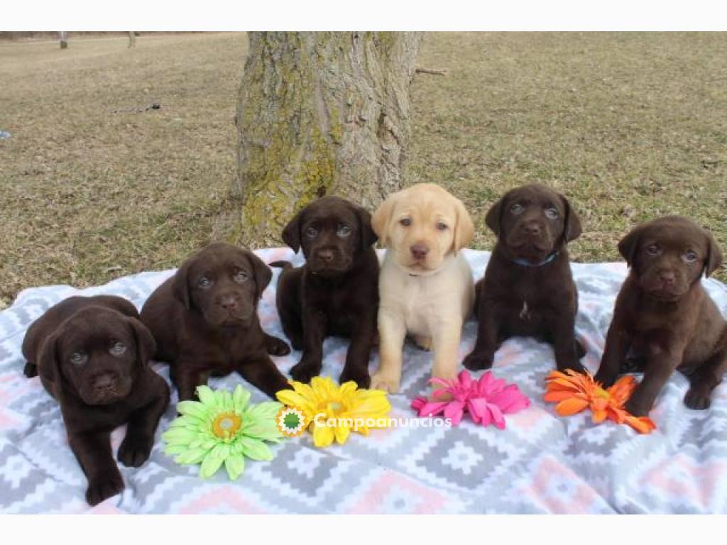 Cachorros labrador machos y hembras en Toledo