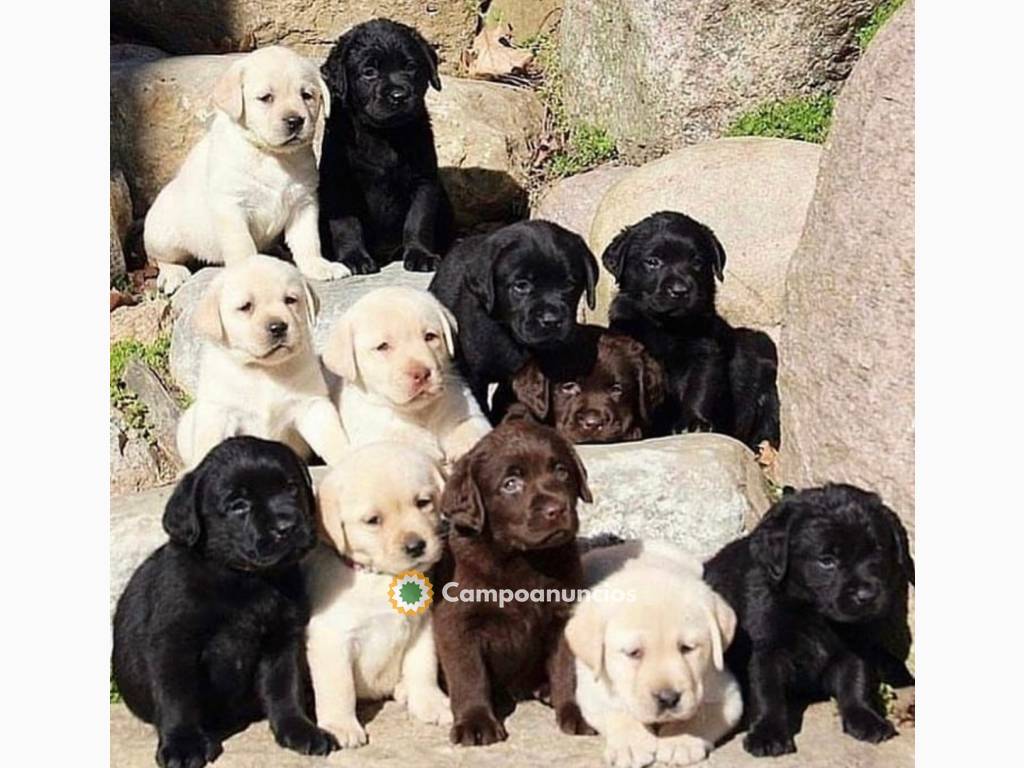 Cachorros labrador pura raza en adopción en Toledo