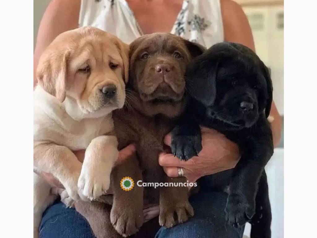 Cachorros labrador pura raza en adopción en Huesca