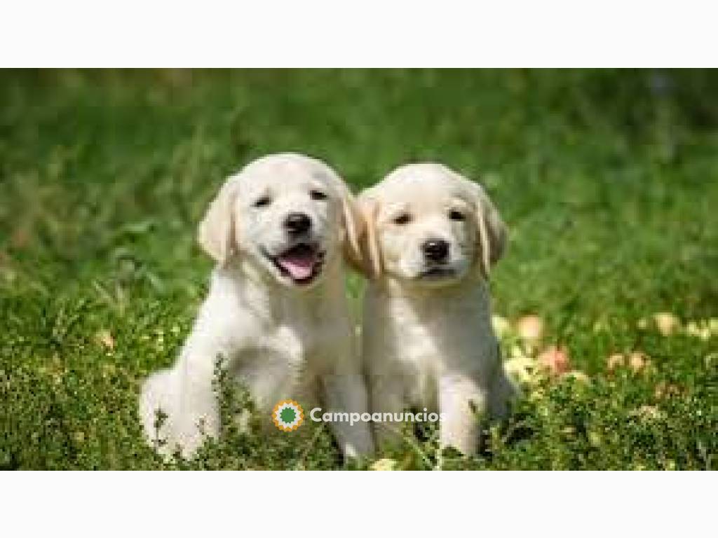 Cachorros labrador retrievers disponible en Tenerife