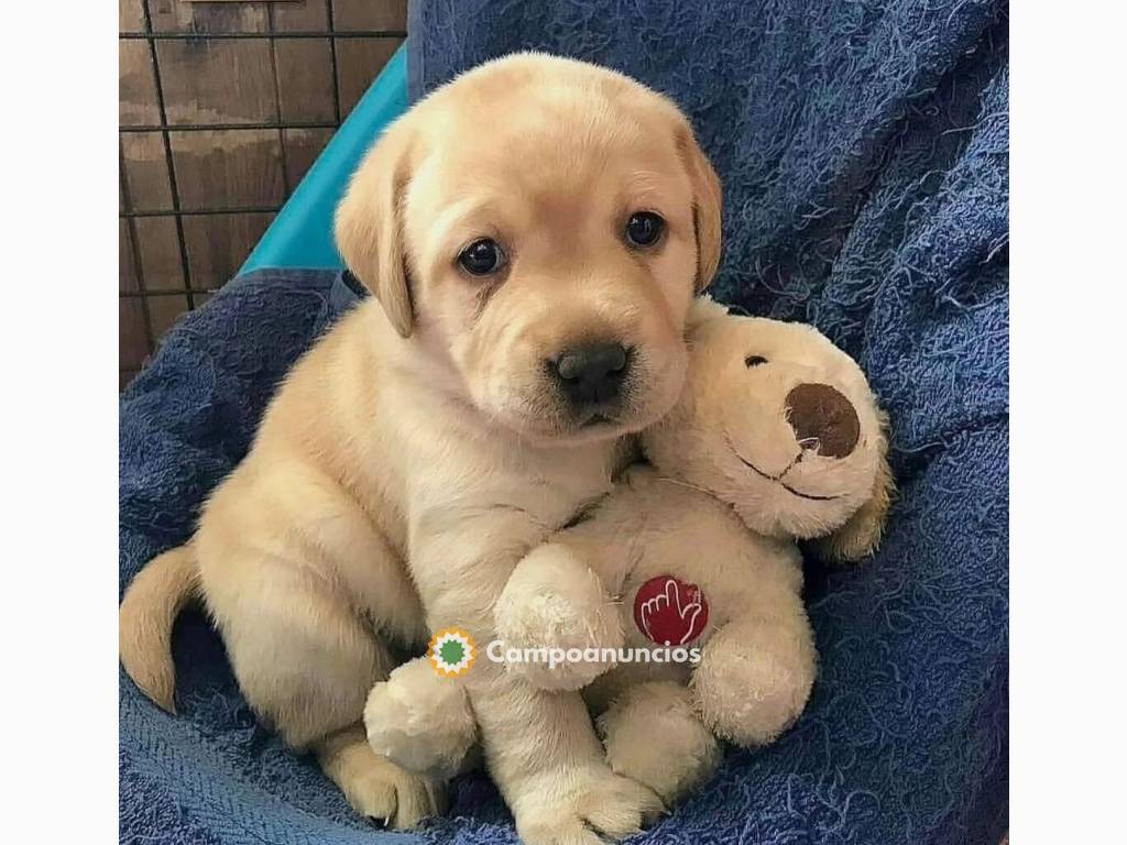 Cachorros labradores disponibles para la en Ourense