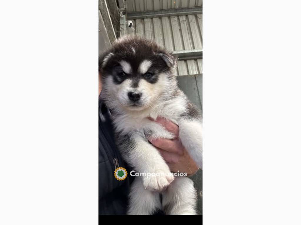 Cachorros malamute de Alaska en Ourense