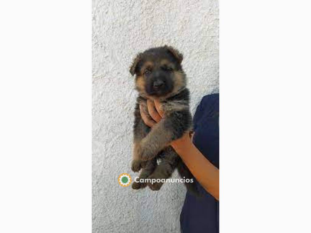 Cachorros PASTOR ALEMAN en Huesca