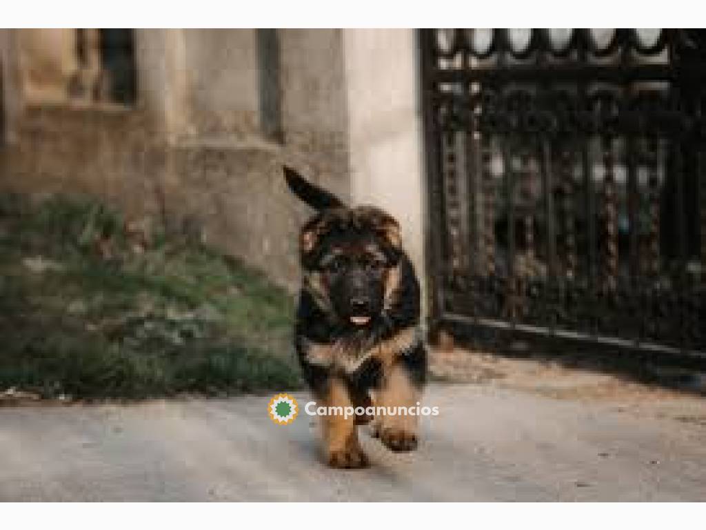 Cachorros Pastor Aleman Disponibles para en Toledo