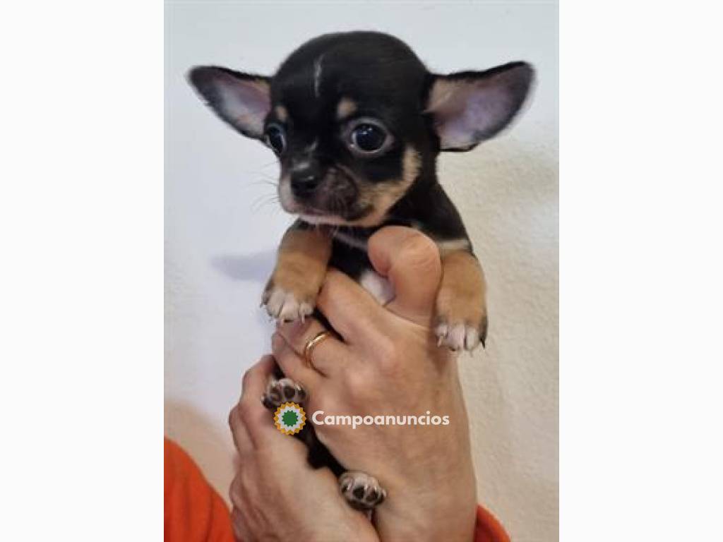 Cachorros pinscher/chihuahua en Huesca