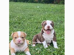 Cachorros Pitbull en adopción