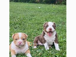 Cachorros Pitbull en adopción