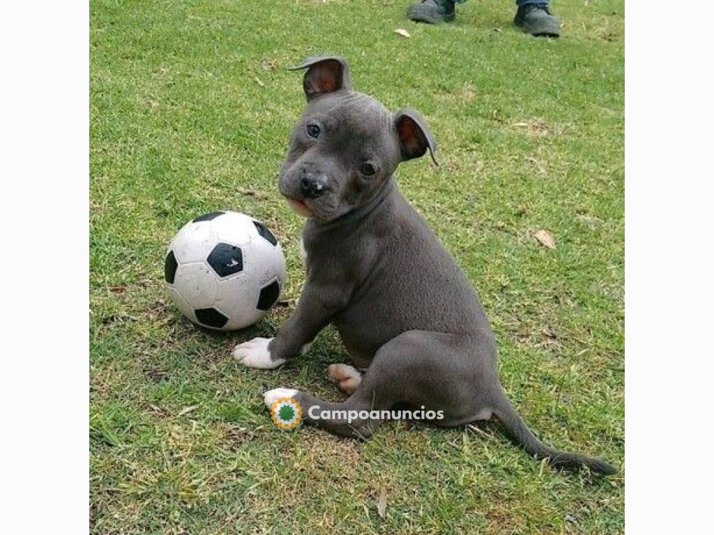 Cachorros Pitbull lista para usar ahora. en Tenerife