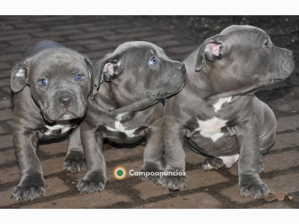 Cachorros Pitbull lista para usar ahoraW en Tenerife