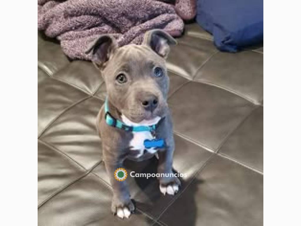 Cachorros Pitbull sanos buscan un hogar 