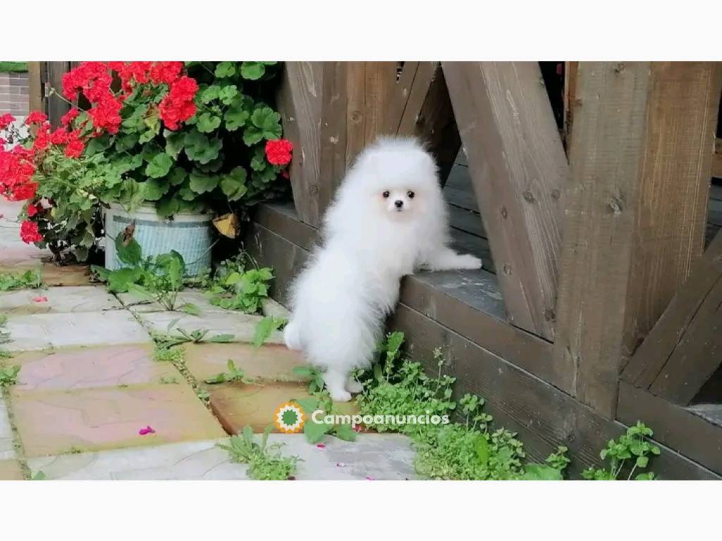 Cachorros pomerania macho y hembra en Toledo