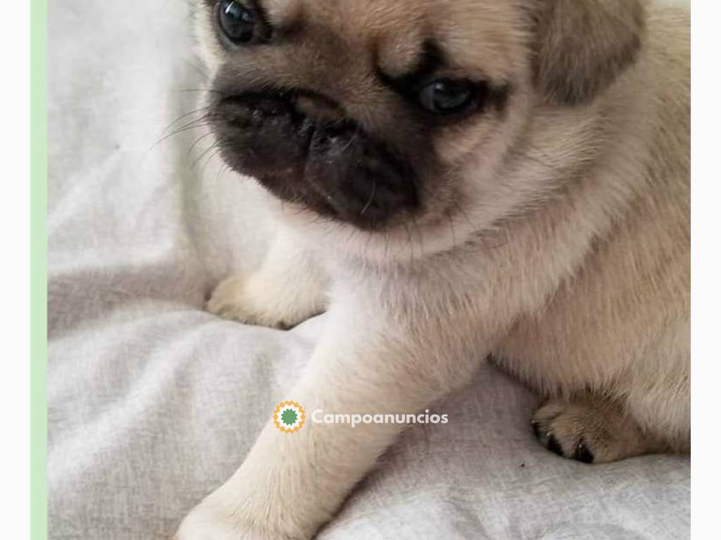 Cachorros Pug Carlino en adopcion oferta en Huesca