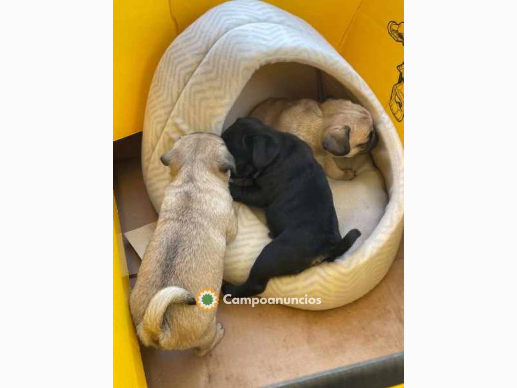 cachorros pug listos para la venta en Barcelona