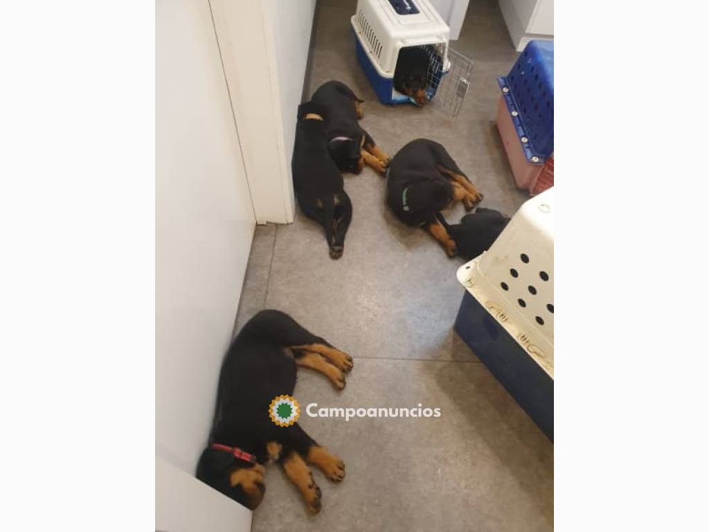 cachorros rottweiler en Tenerife