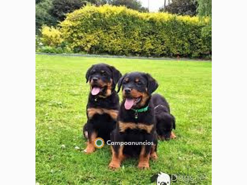 cachorros rottweiler disponibles en Tenerife