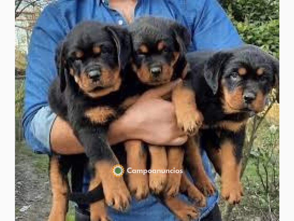 Cachorros Rottweiler disponibles..Hola!! en Ourense