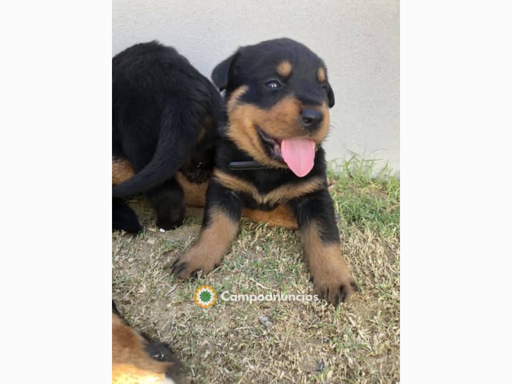 Cachorros rottweiler pura raza con papel en Toledo