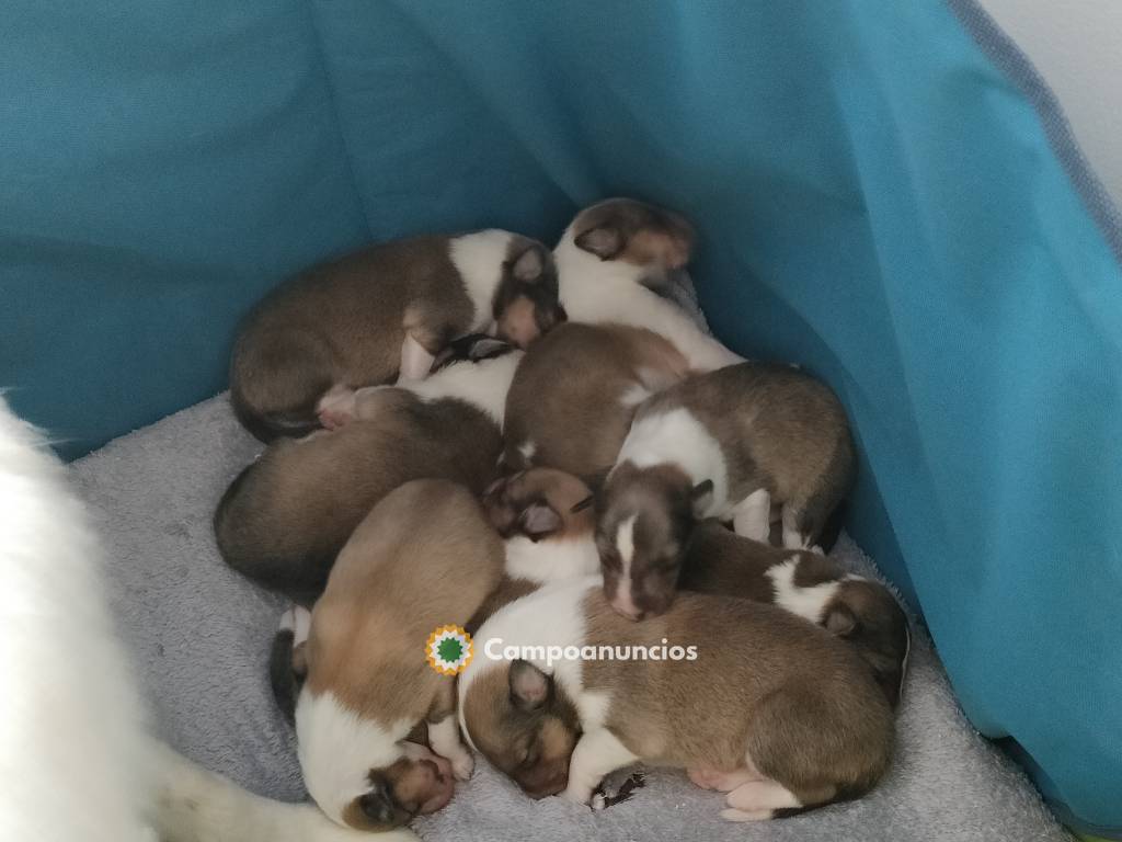 Cachorros Rough Collie  en Pontevedra