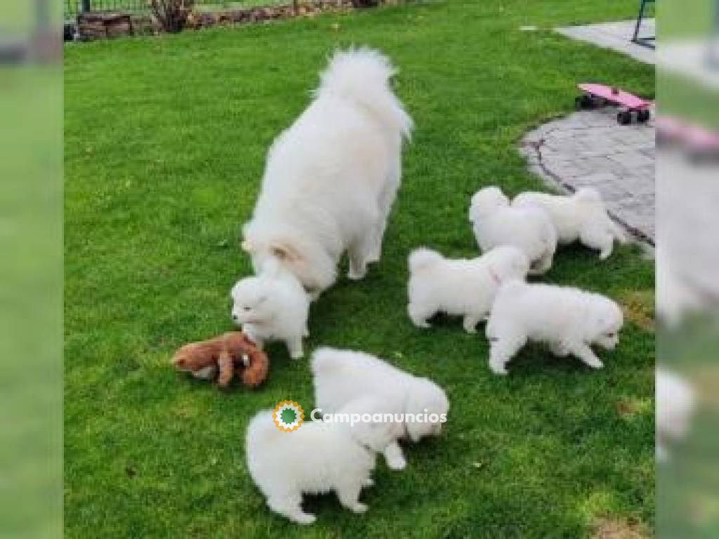 Cachorros samoyedo disponibles. en Barcelona