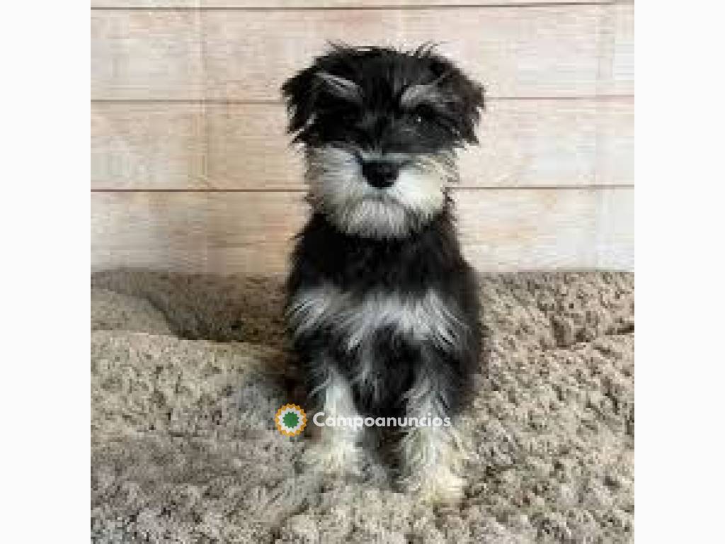 Cachorros schnauzer miniatura disponible en Tenerife