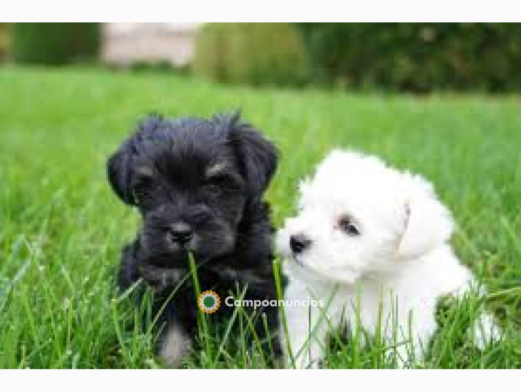 Cachorros schnauzer miniatura disponible en Huesca