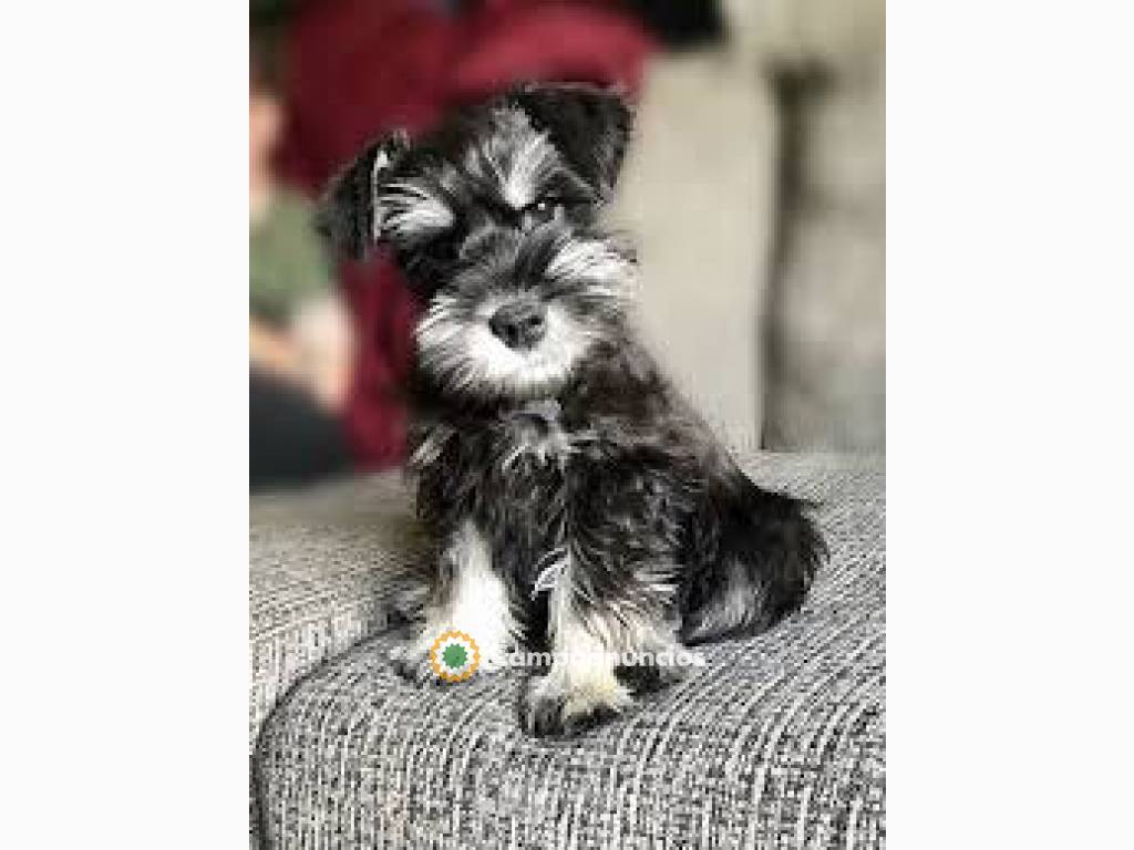 Cachorros schnauzer miniatura disponible en Tenerife