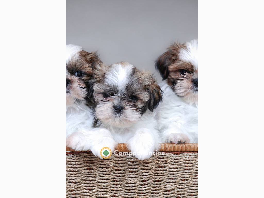 cachorros shih tzu listos 632199620 en Huesca