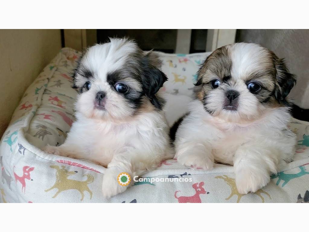 cachorros shih tzu listos 632199620 en Ourense