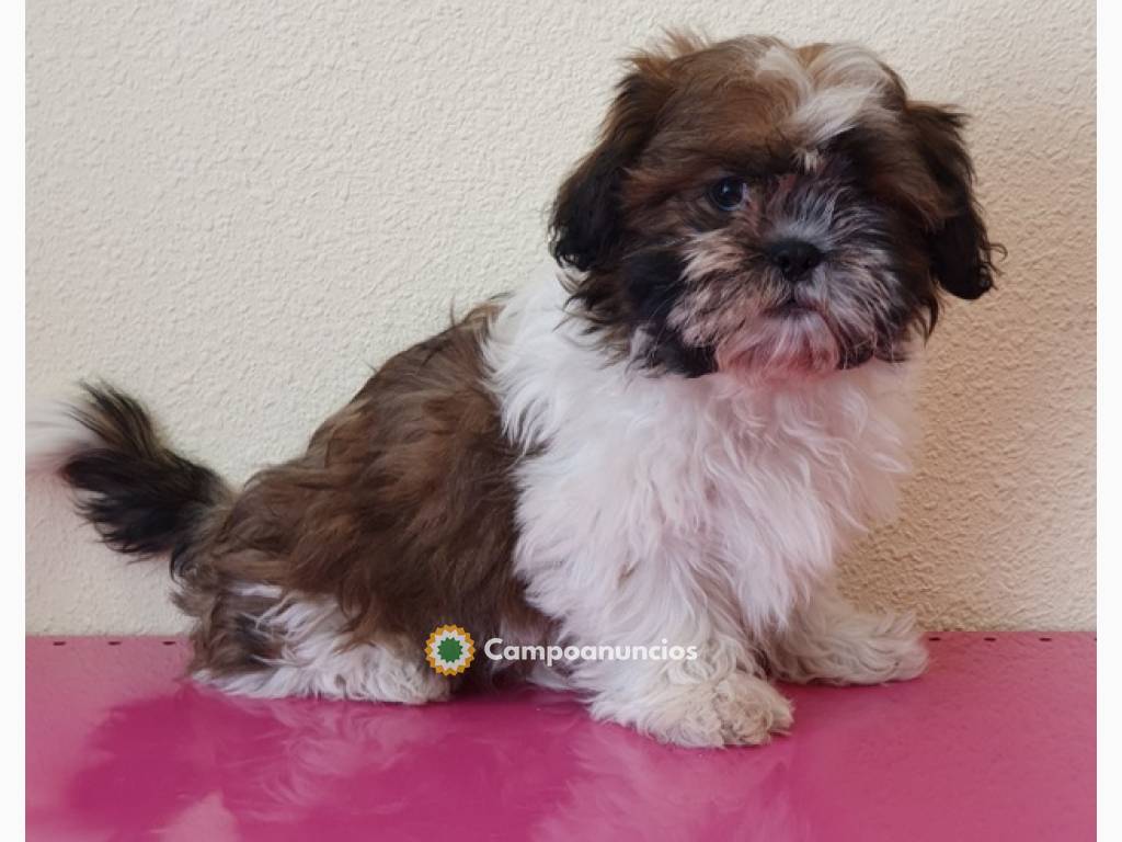 Cachorros SHIH TZU machos y hembras en Toledo