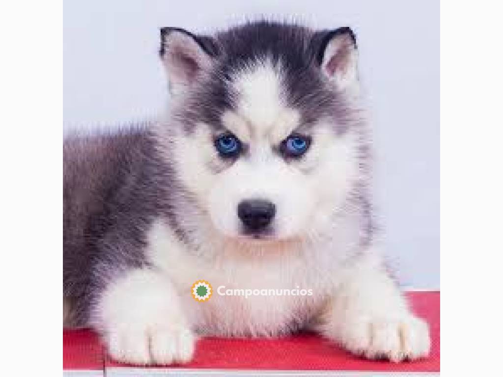 Cachorros siberianos de ojos azules  en Tenerife