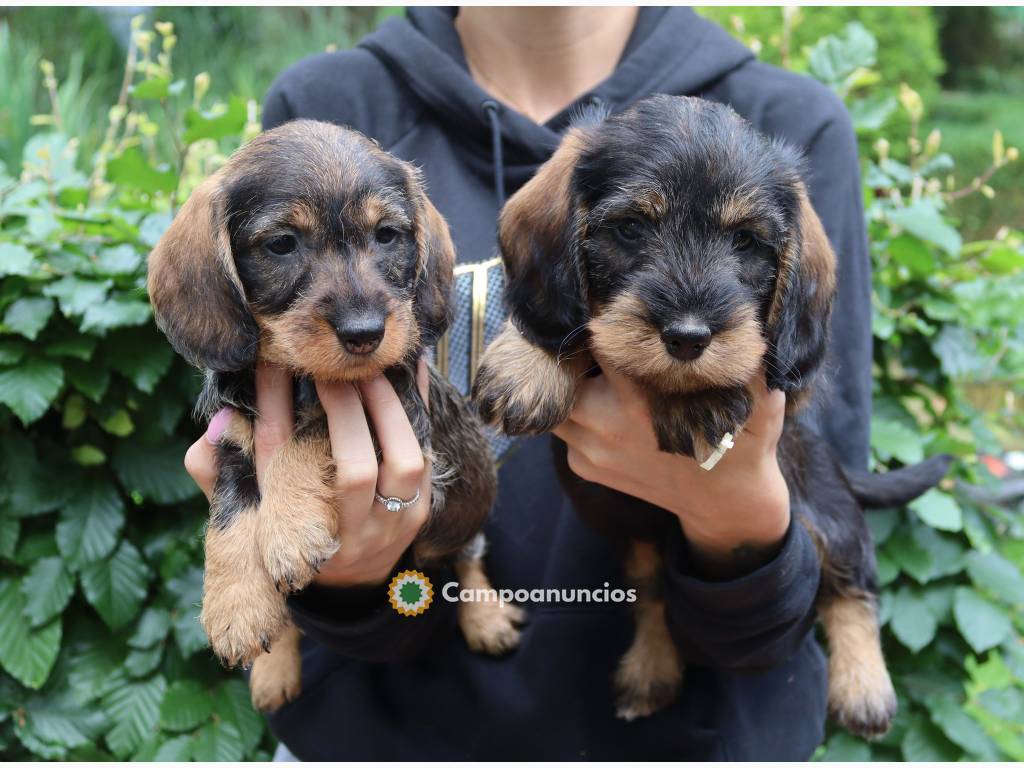 Cachorros Teckel disponibles en Huesca