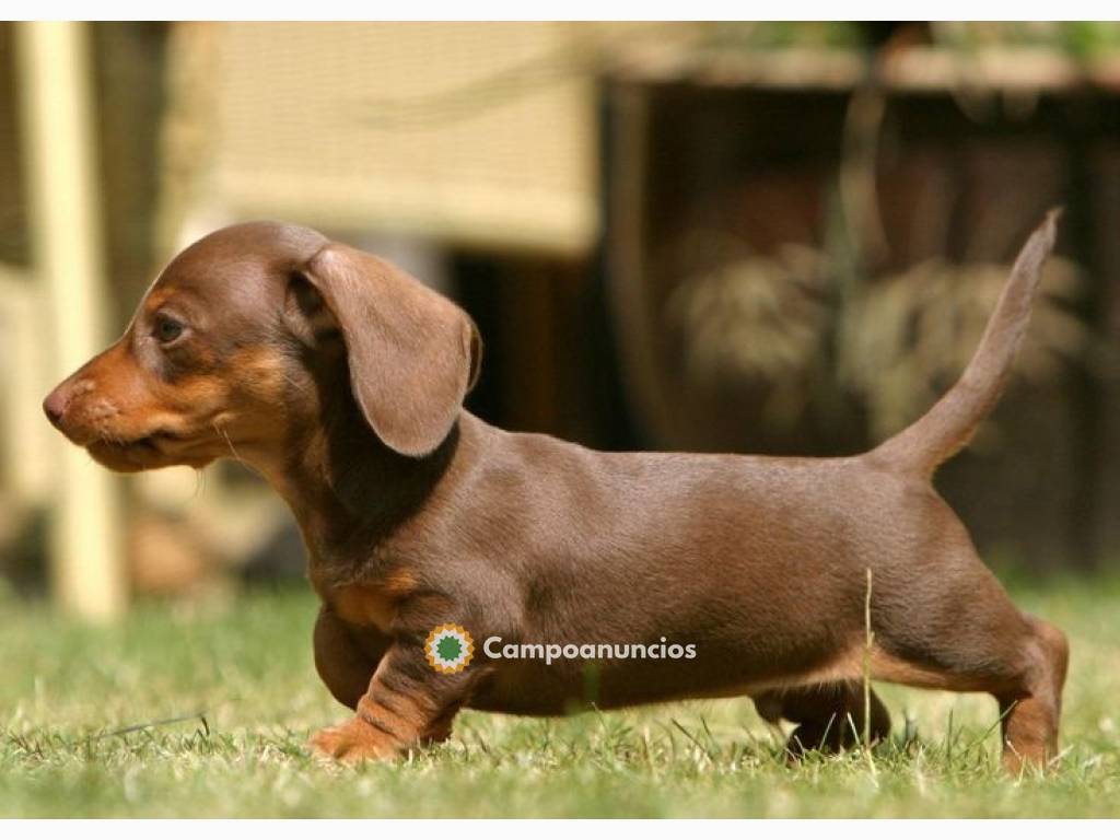 Cachorros Teckel disponibles en Toledo