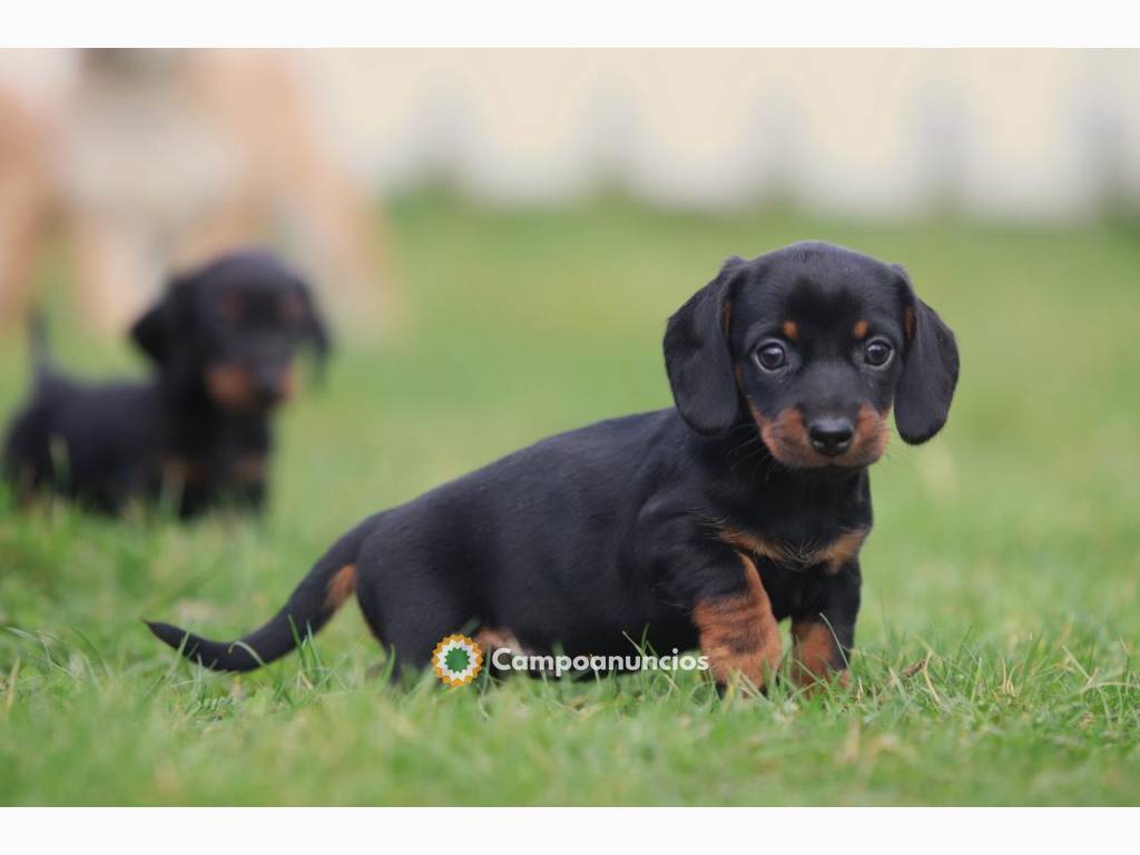 Cachorros Teckel disponibles en Huesca