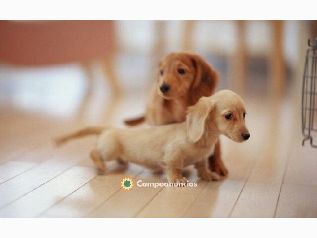 Cachorros Teckel disponibles en Barcelona