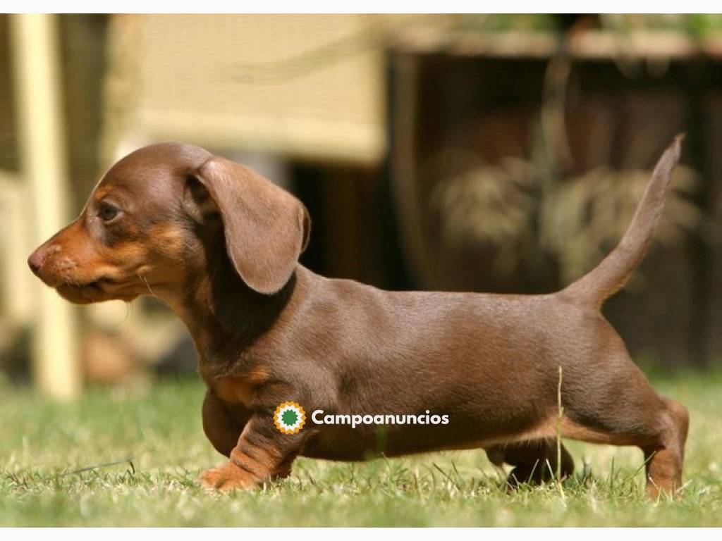 Cachorros Teckel Disponibles en Tenerife