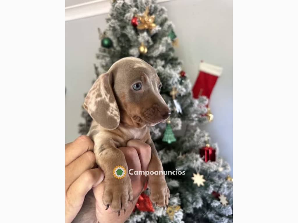 Cachorros Teckel Miniatura en Huesca