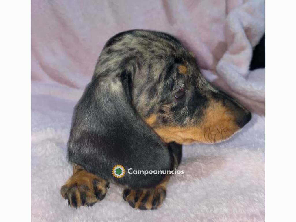 Cachorros Teckel Miniatura en Tenerife