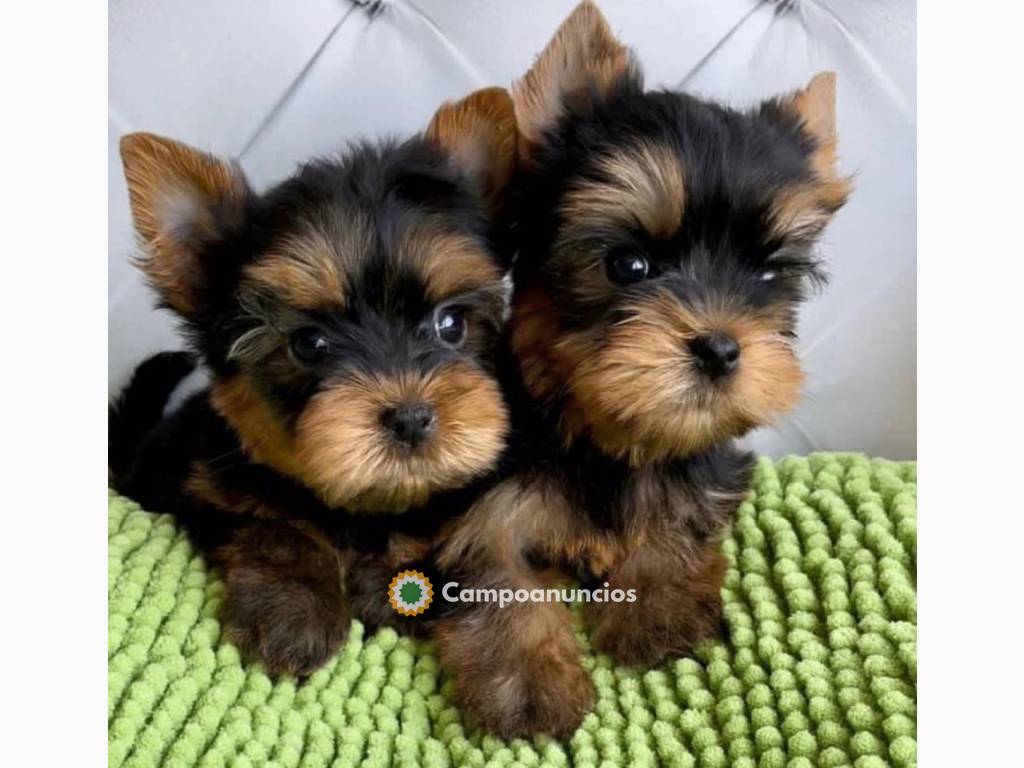 Cachorros toy yorkshire terrier disponib en Toledo