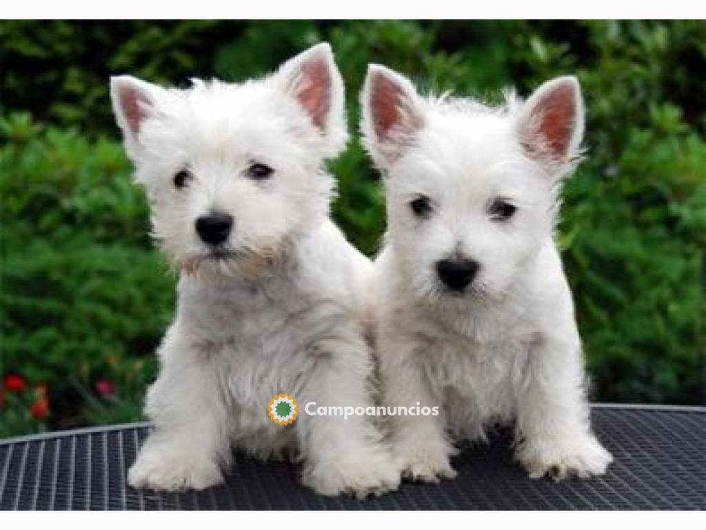 cachorros westy terrier, en Ourense