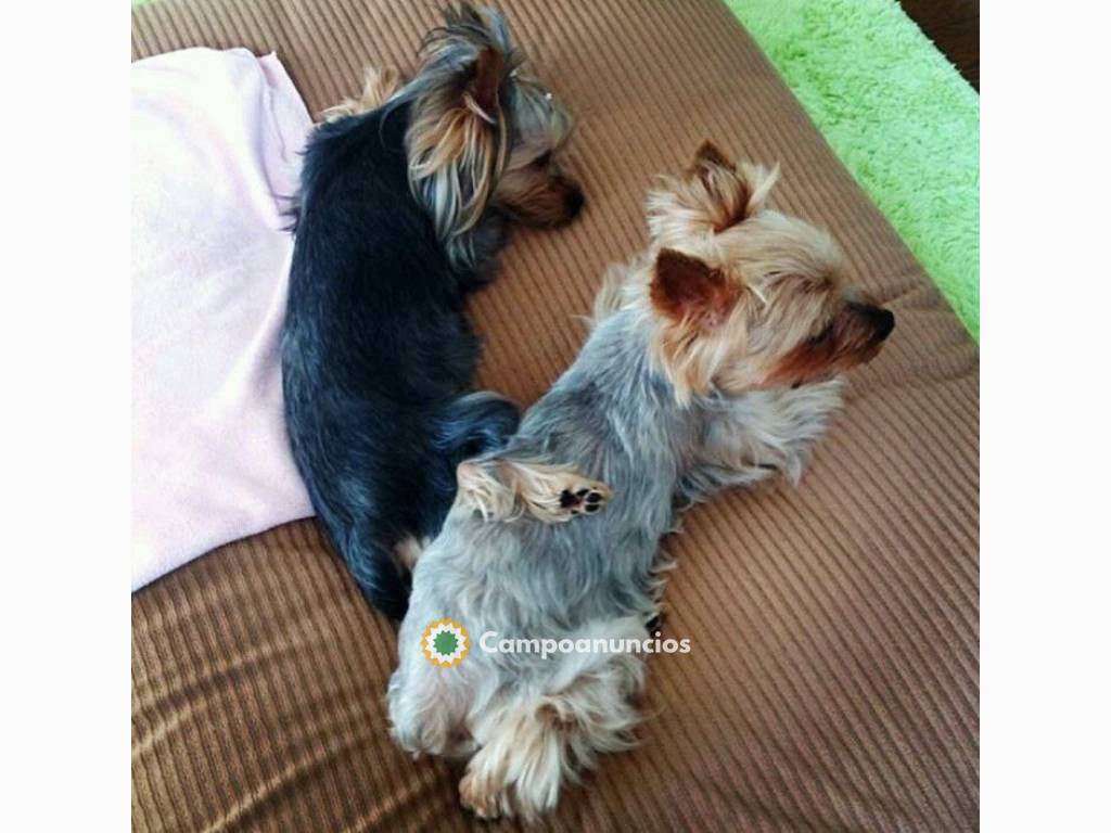 Cachorros Yorkie de regalo disponibles en Toledo