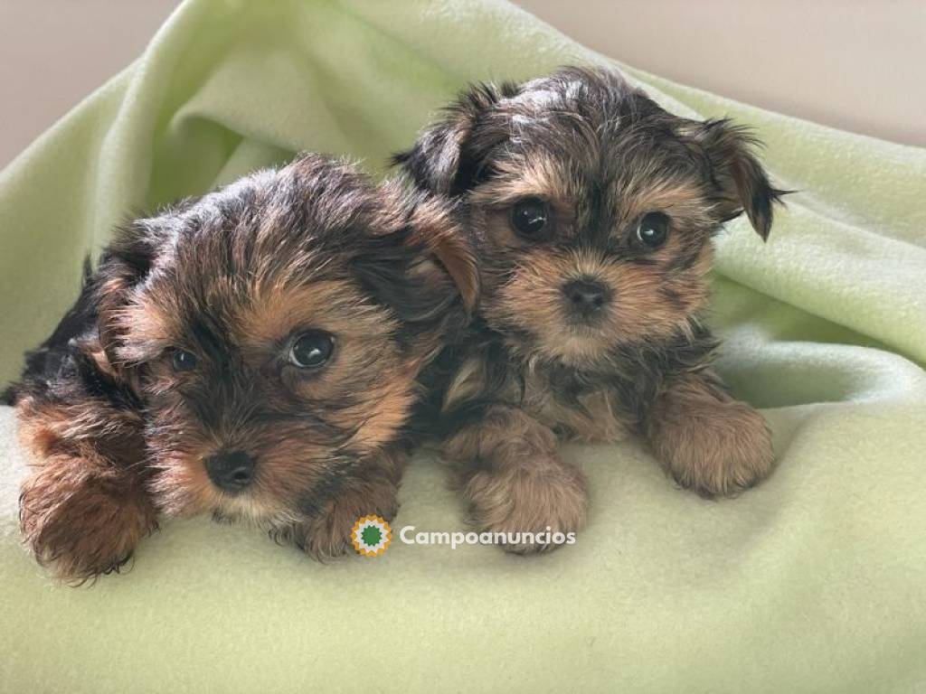 *Cachorros yorkshire machos y hembras* en Tenerife