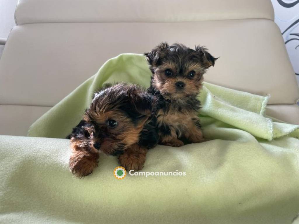 /Cachorros yorkshire machos y hembras/ en Tenerife