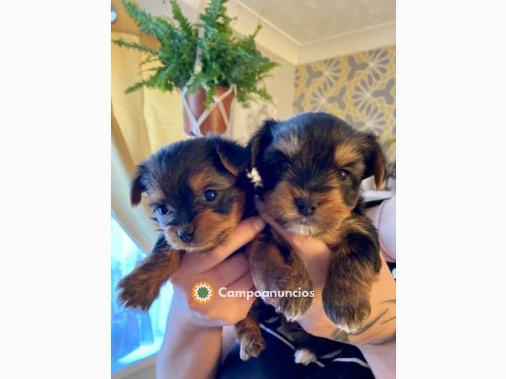 Cachorros Yorkshire Terrier (613739360) en Tenerife