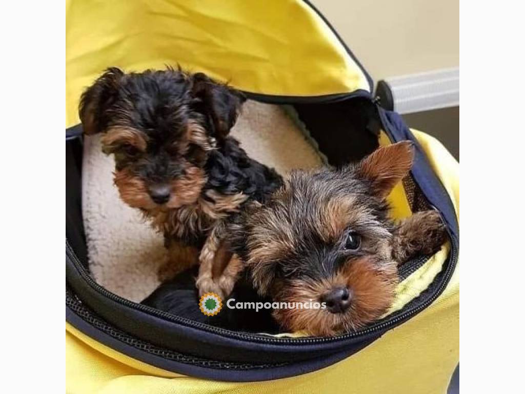 Cachorros Yorkshire Terrier (613739360) en Ourense