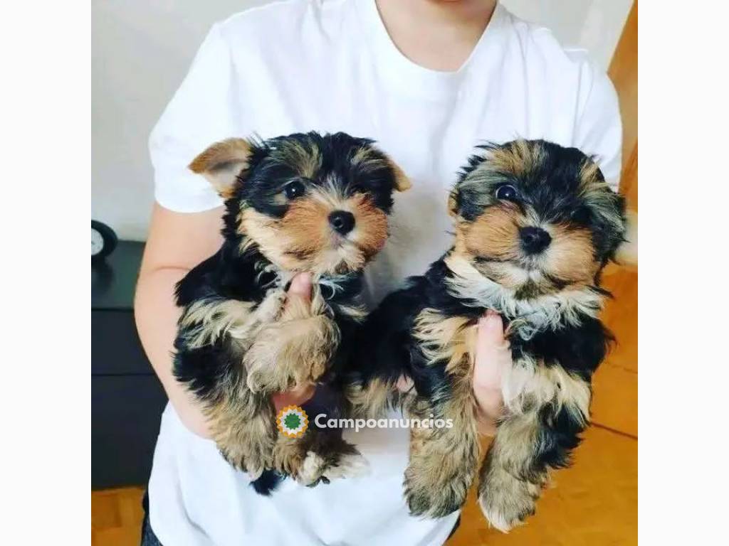 Cachorros Yorkshire Terrier 632 40 95 71 en Toledo