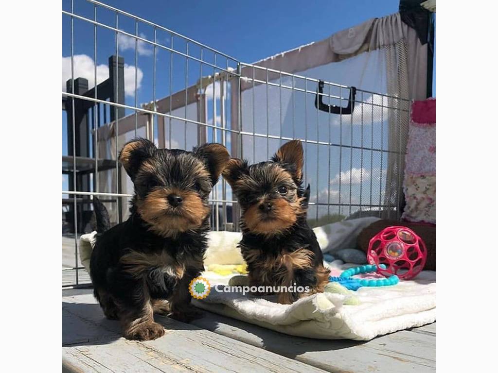 cachorros yorkshire terrier en Toledo