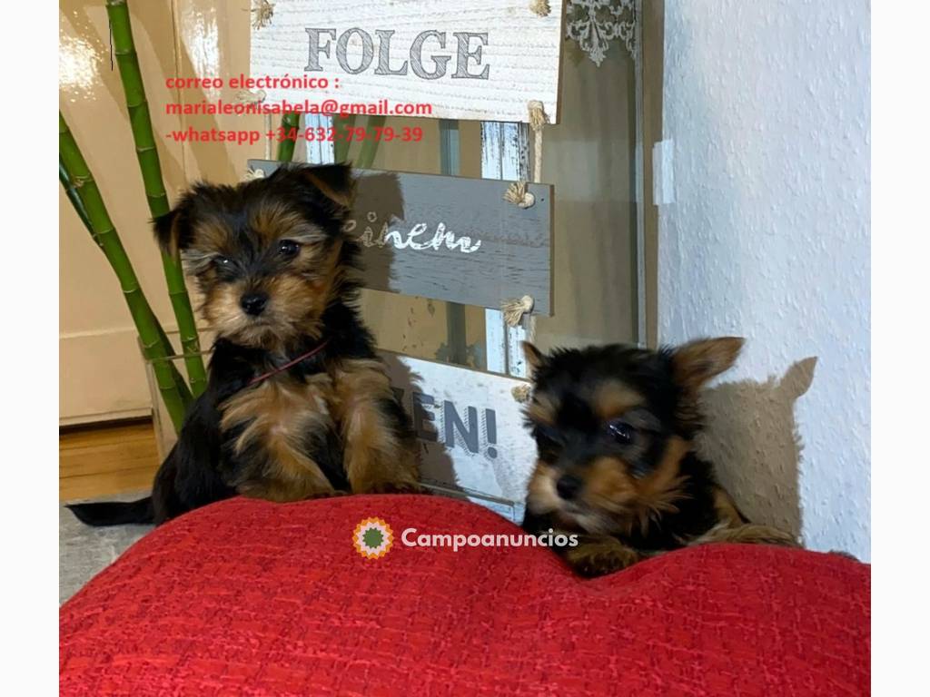 Cachorros yorkshire terrier m navideños en Toledo