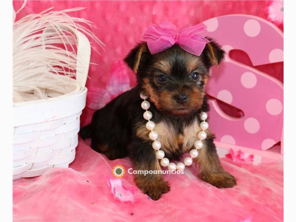 Cachorros yorkshire terrier mini toy en Tenerife