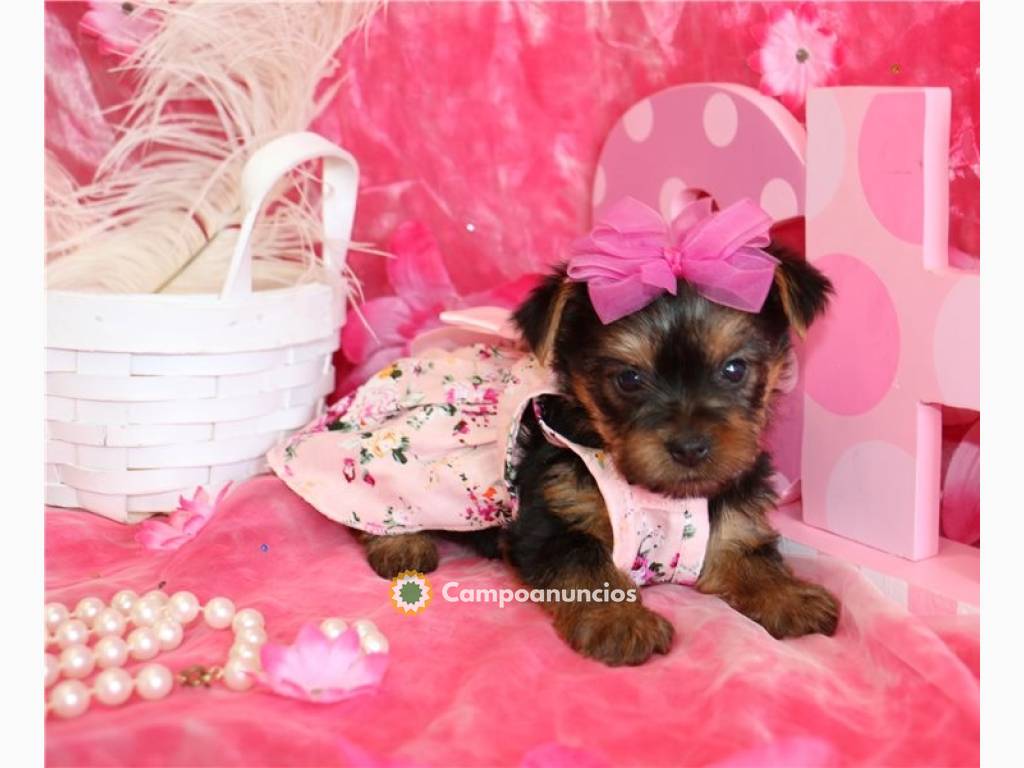 Cachorros yorkshire terrier mini toy en Ourense