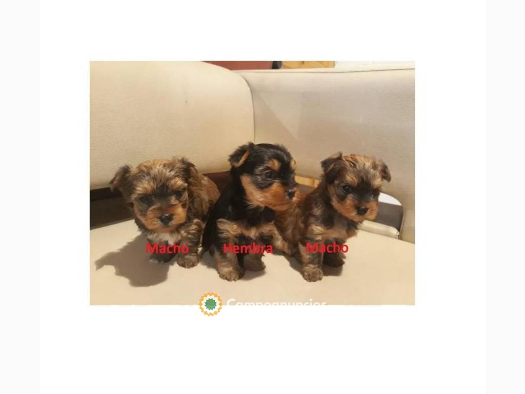 Cachorros Yorkshire Terrier Mini Toys, en Huesca